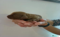 Cocker Spaniel dogs for sale: show cocker spaniel puppies solid colours - Image 7