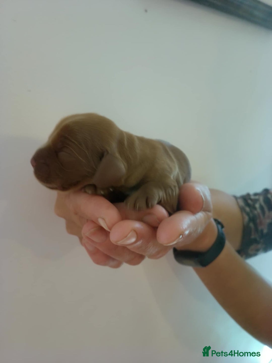 Cocker Spaniel dogs for sale: show cocker spaniel puppies solid colours - Image 7
