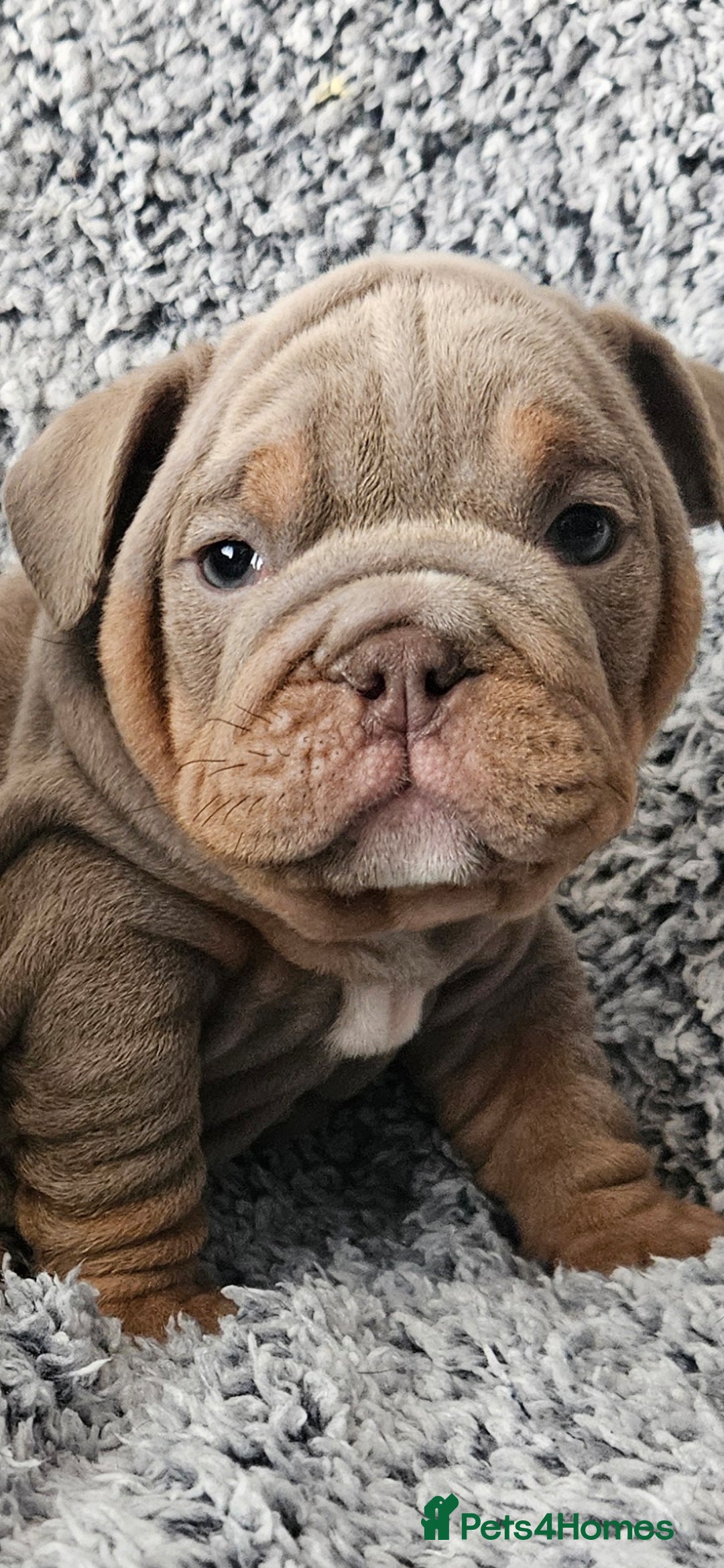 English Bulldog dogs for stud: kc british bulldog for stud in Lanark - Image 4