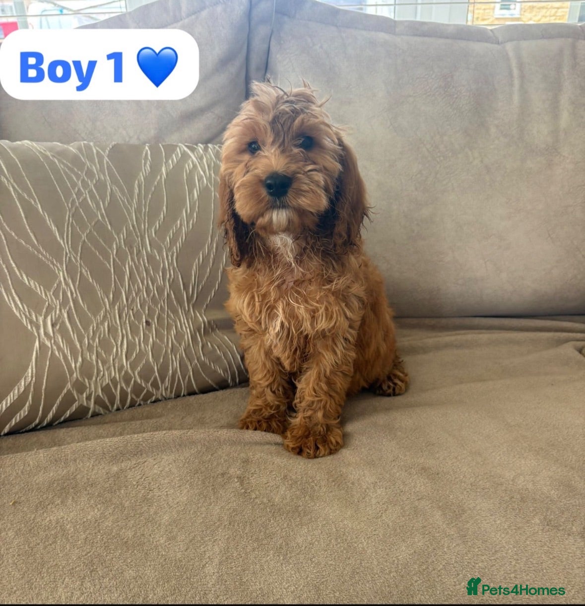 Cockapoo dogs 1 Girl 2 Boys left red F1b cockapoo puppy’s  - Advert 3