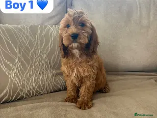 Cockapoo dogs 1 Girl 2 Boys left red F1b cockapoo puppy’s - Advert 3