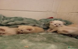Bengal cats for sale: Bengal ragdoll kittens available halloween - Image 10