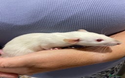 Rat rodents for sale: Very friendly baby rats, including dumbo Siamese  - Image 15