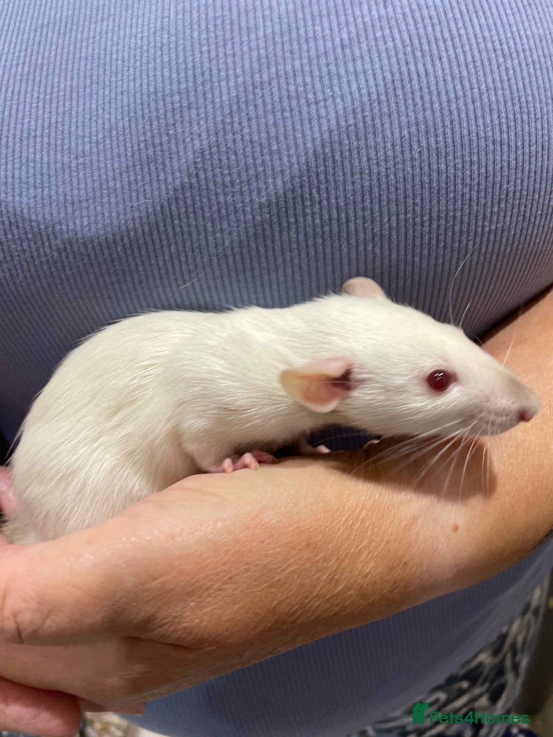 Rat rodents for sale: Very friendly baby rats, including dumbo Siamese  - Image 15