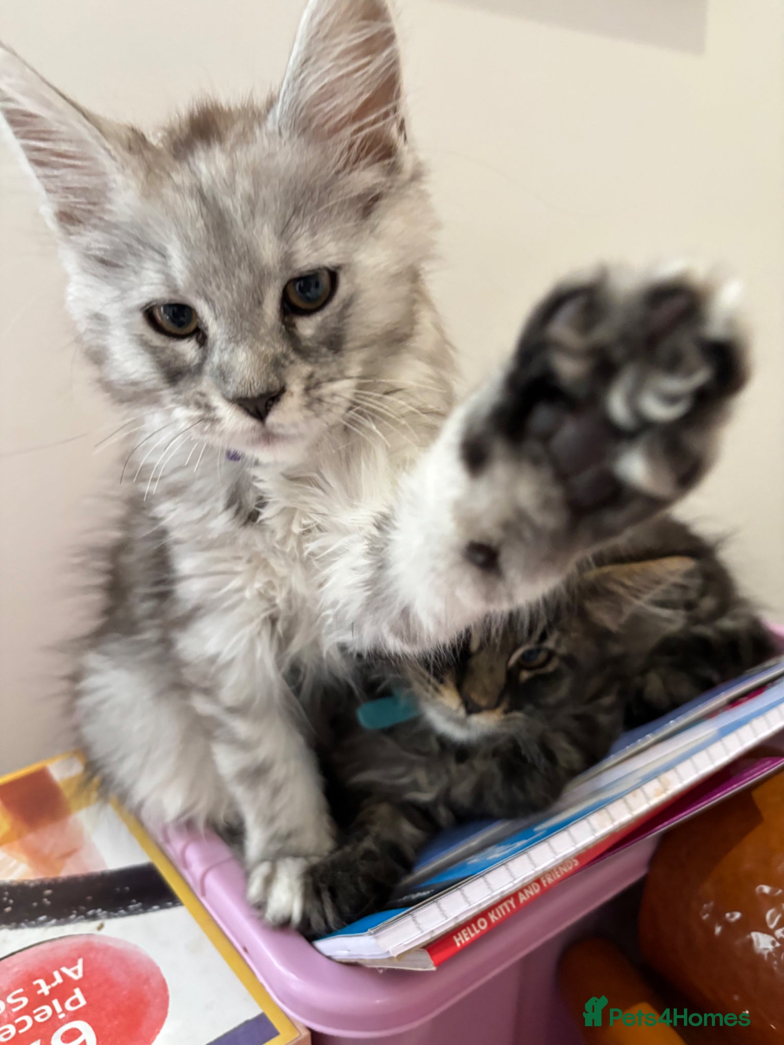 Maine Coon cats 7 x Pure Maine Coon kittens ready to adopt - Advert 1