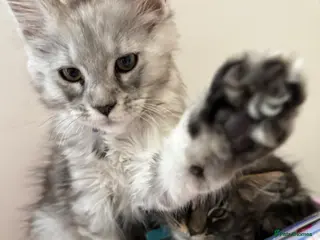 Maine Coon cats 7 x Pure Maine Coon kittens ready to adopt - Advert 1