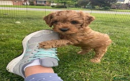 Cavapoo dogs for sale: Beautiful cavapoo puppies ready for a loving home - Image 3