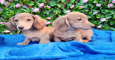 Dachshund dogs SHADED LH CREAM KC REG PRA CLR QUALITY MINIS - Advert 1