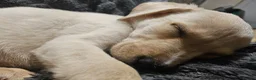 Labrador Retriever dogs for sale: Labrador Puppies  - Advert 5