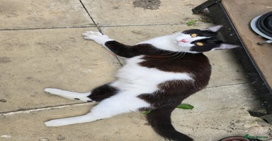 British Longhair cats - Advert 2