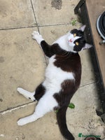 British Longhair cats - Advert 2