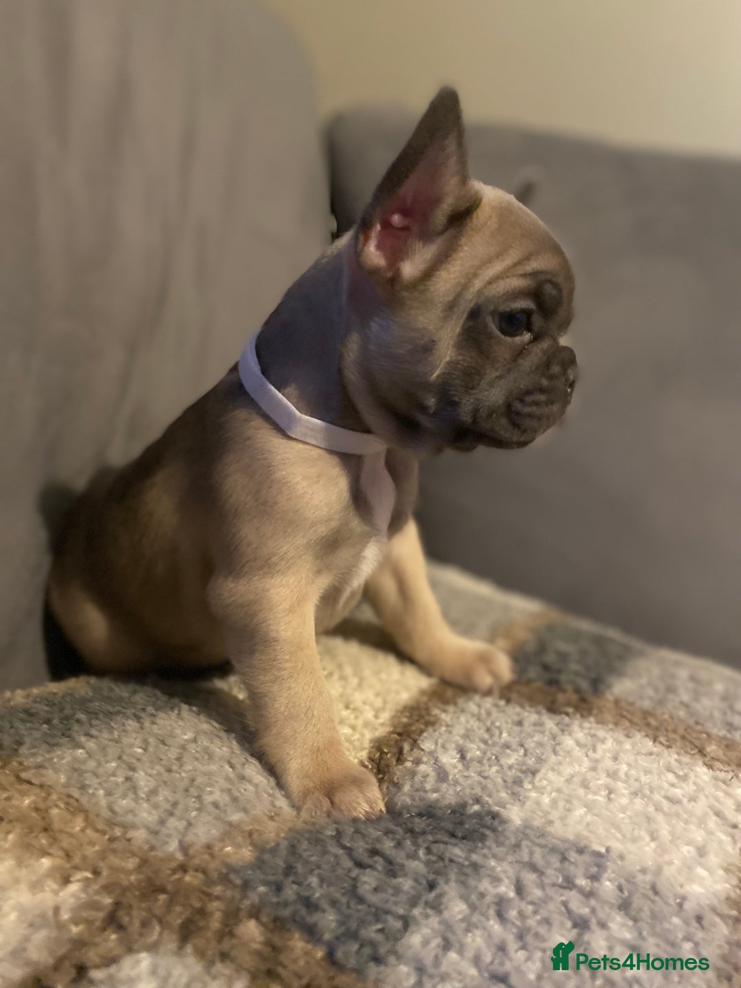 French Bulldog dogs for sale: 7 week old frenchie £650 - Advert 4