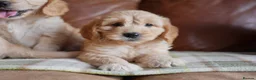 Mini Goldendoodle dogs for sale: Stunning F1 Health Tested Miniature Goldendoodles - Advert 7