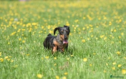 Miniature Dachshund dogs for sale: Mini smooth dachshunds  - Image 23