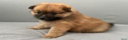 Pomeranian dogs for sale: Pomeranian puppies for sale  - Advert 10