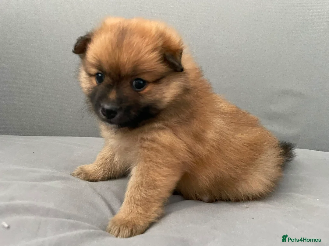 Pomeranian dogs for sale: Pomeranian puppies for sale  - Advert 9