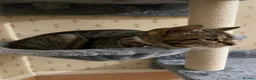 Mixed Breed cats for sale: 4 Bengal mix kittens in Hastings - Advert 1