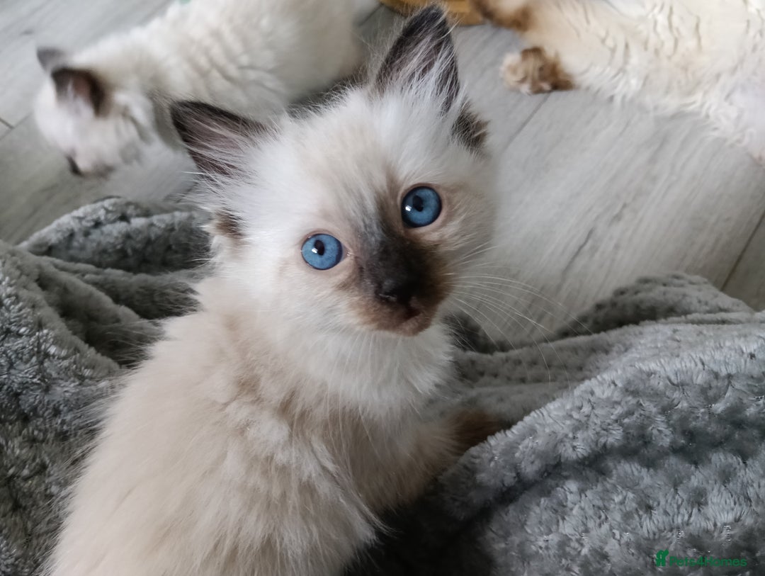 Ragdoll cats for sale: GCCF Reg'd Seal and Chocolate Ragdolls ready July  - Image 8