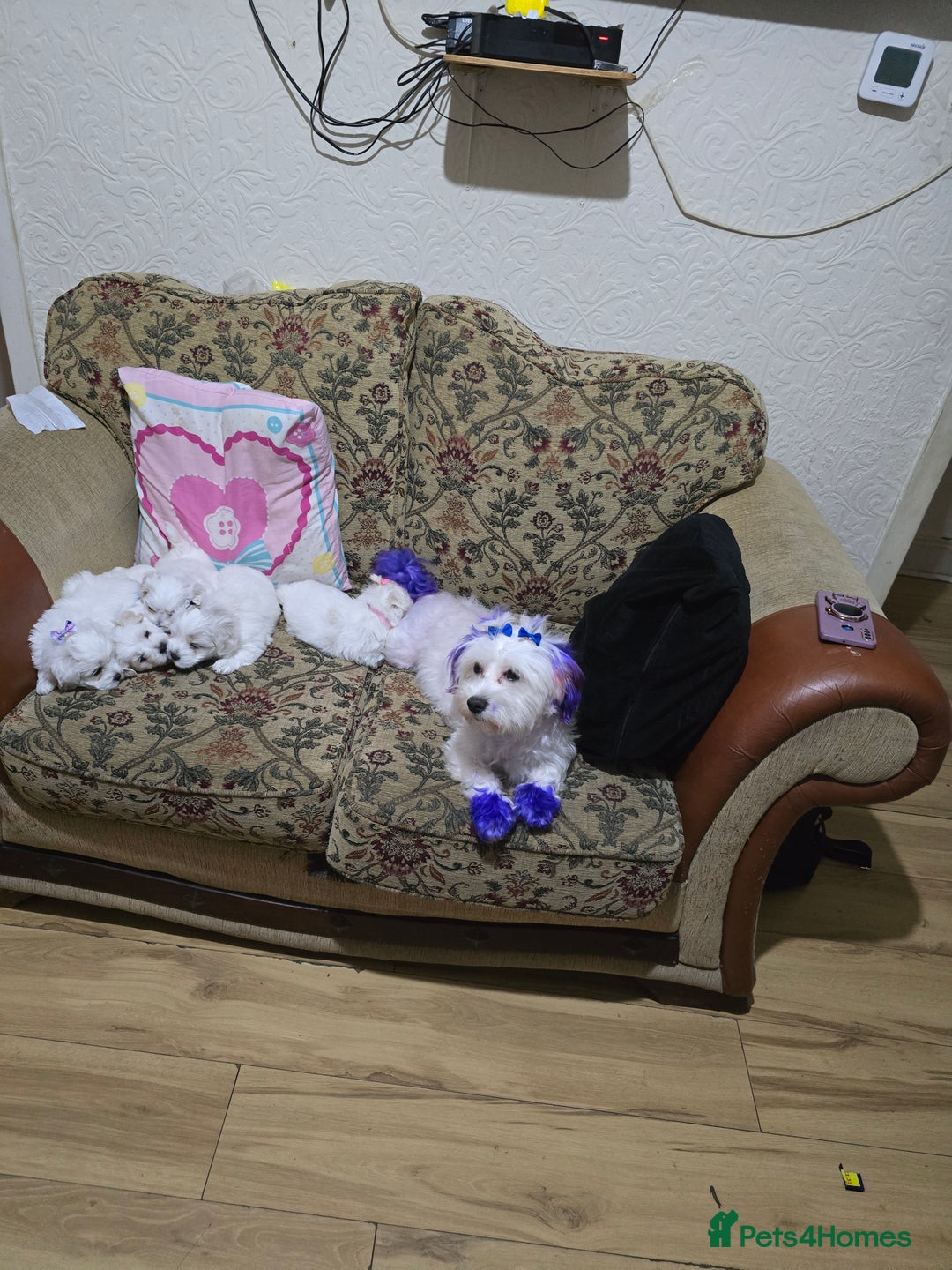 Maltese dogs for sale: Puppies for sale  - Advert 11