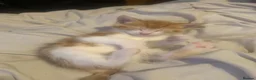 Mixed Breed cats for sale: Ginger and white male kitten for sale - Advert 4