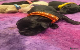 Labradoodle dogs for sale: Australian Labradoodle Puppies - Image 10