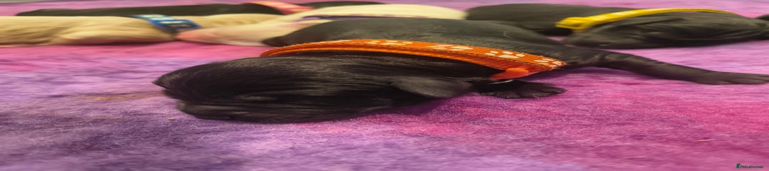 Myka (Orange Collar)