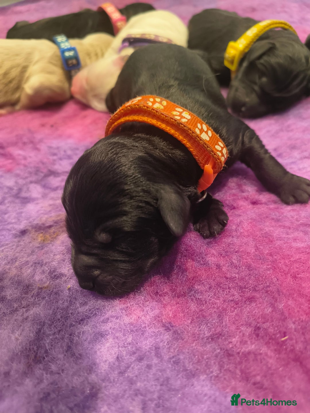 Labradoodle dogs for sale: Australian Labradoodle Puppies - Image 10