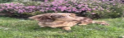 Miniature Dachshund dogs for sale: Beautiful Mini dachshund– 2 Females Available - Advert 2