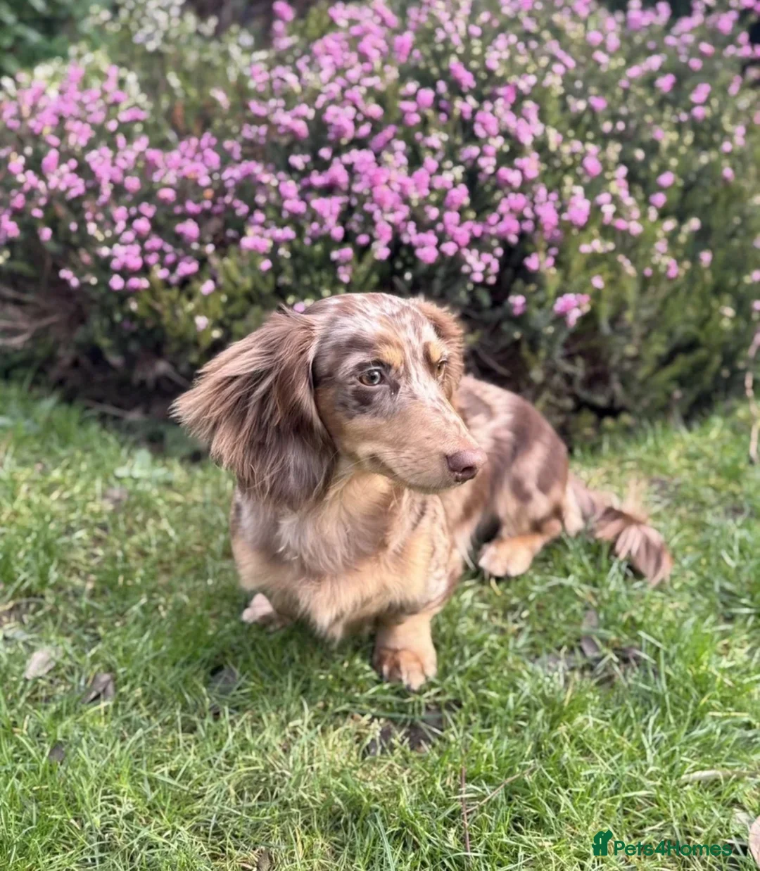 Miniature Dachshund dogs for sale: Beautiful Mini dachshund– 2 Females Available - Advert 2