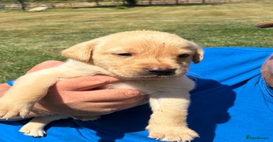 Labrador Retriever dogs - Advert 2