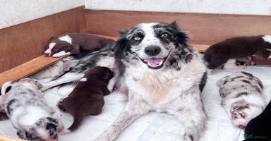 Border Collie dogs - Advert 8