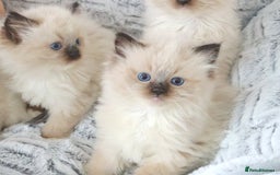 Ragdoll cats for sale: INDOOR FULL PEDIGREE RAGDOLL KITTENS - Image 20