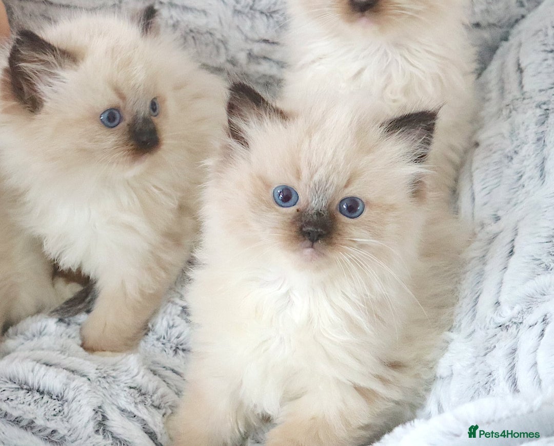 Ragdoll cats for sale: INDOOR FULL PEDIGREE RAGDOLL KITTENS - Image 20