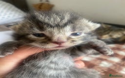 Bengal cats for sale: Bengal x Persian male kitten for sale! - Image 22