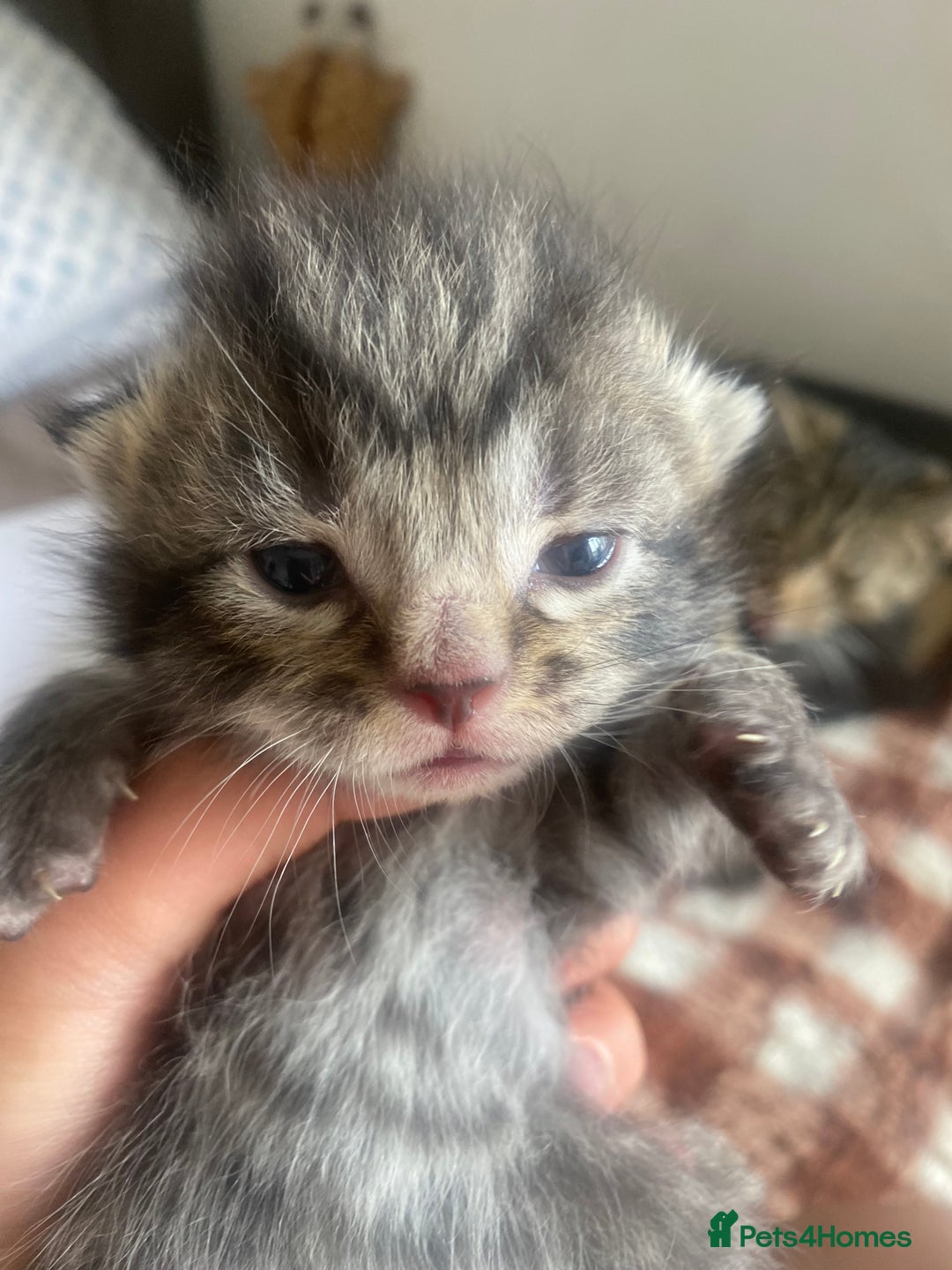 Bengal cats for sale: Bengal x Persian male kitten for sale! - Image 22