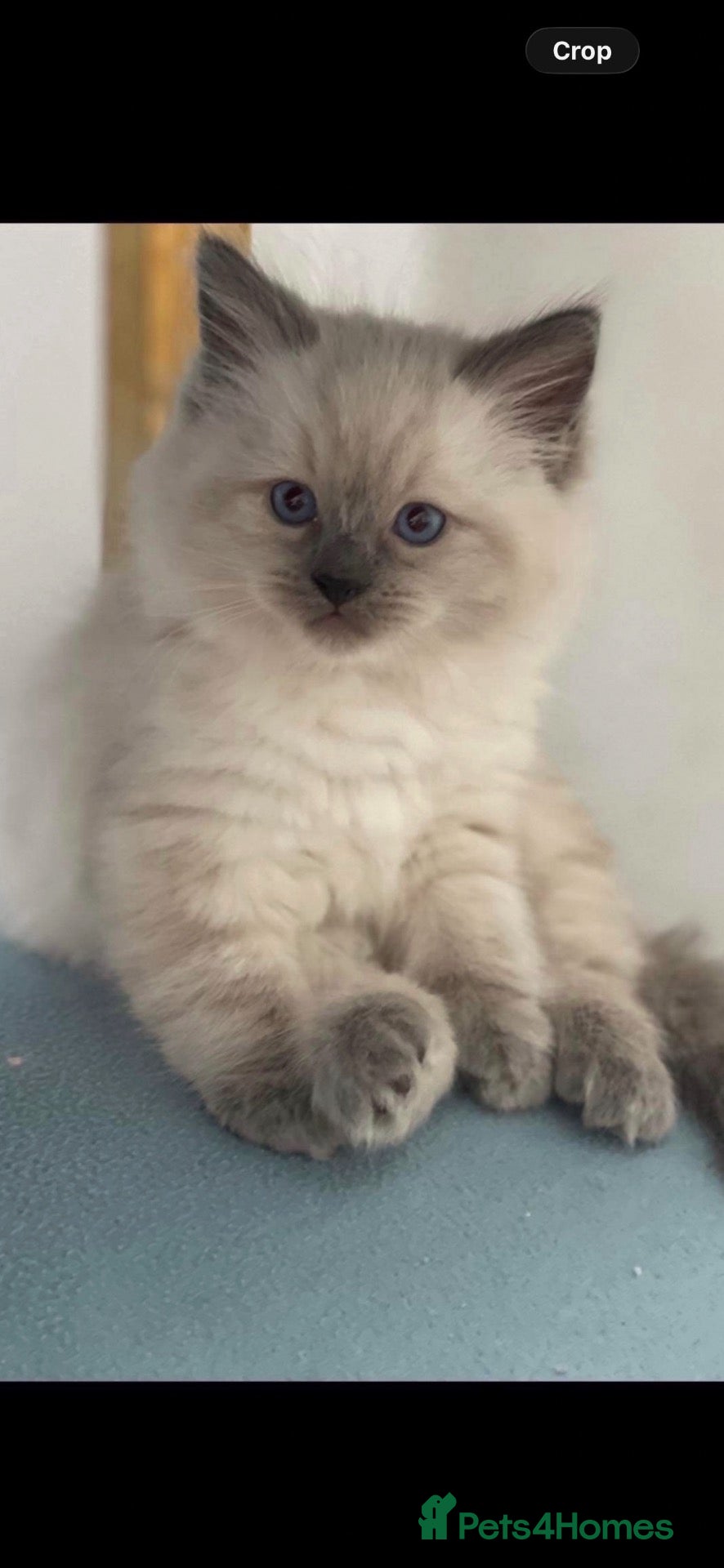 Ragdoll cats Stunning ragdolls kitten 🥰 - Advert 1