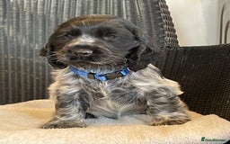 Cocker Spaniel dogs for sale: KC registered Show Type Cocker Spaniel Pups - Image 2