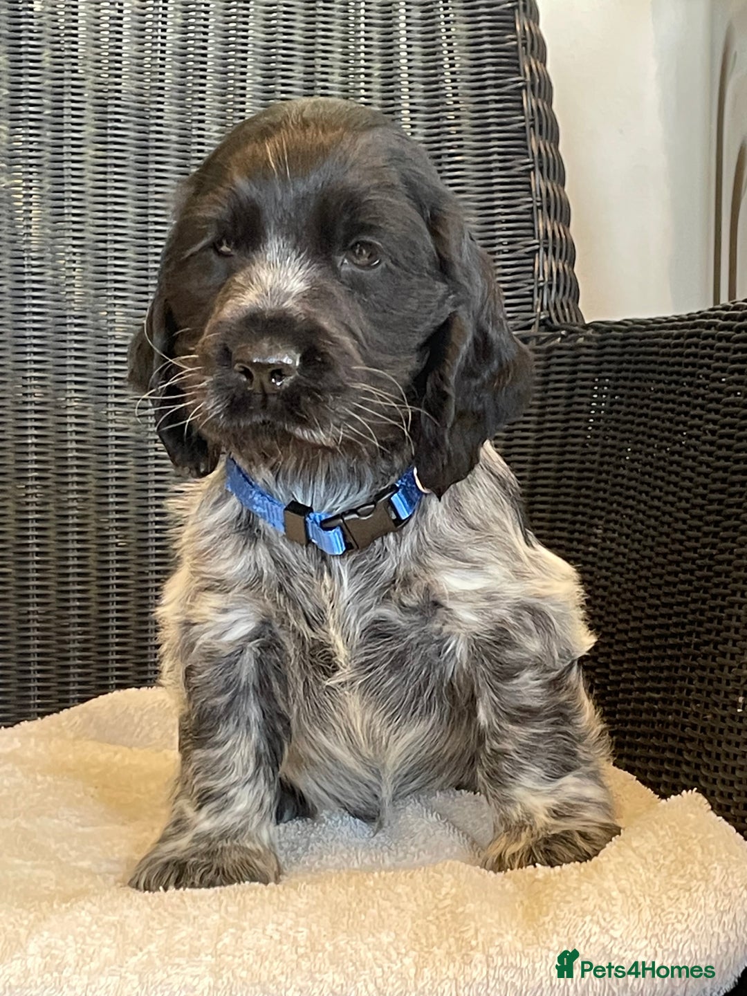 Cocker Spaniel dogs for sale: KC registered Show Type Cocker Spaniel Pups - Image 2