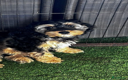 Cockapoo dogs for sale: F1 show cockapoos  - Image 12