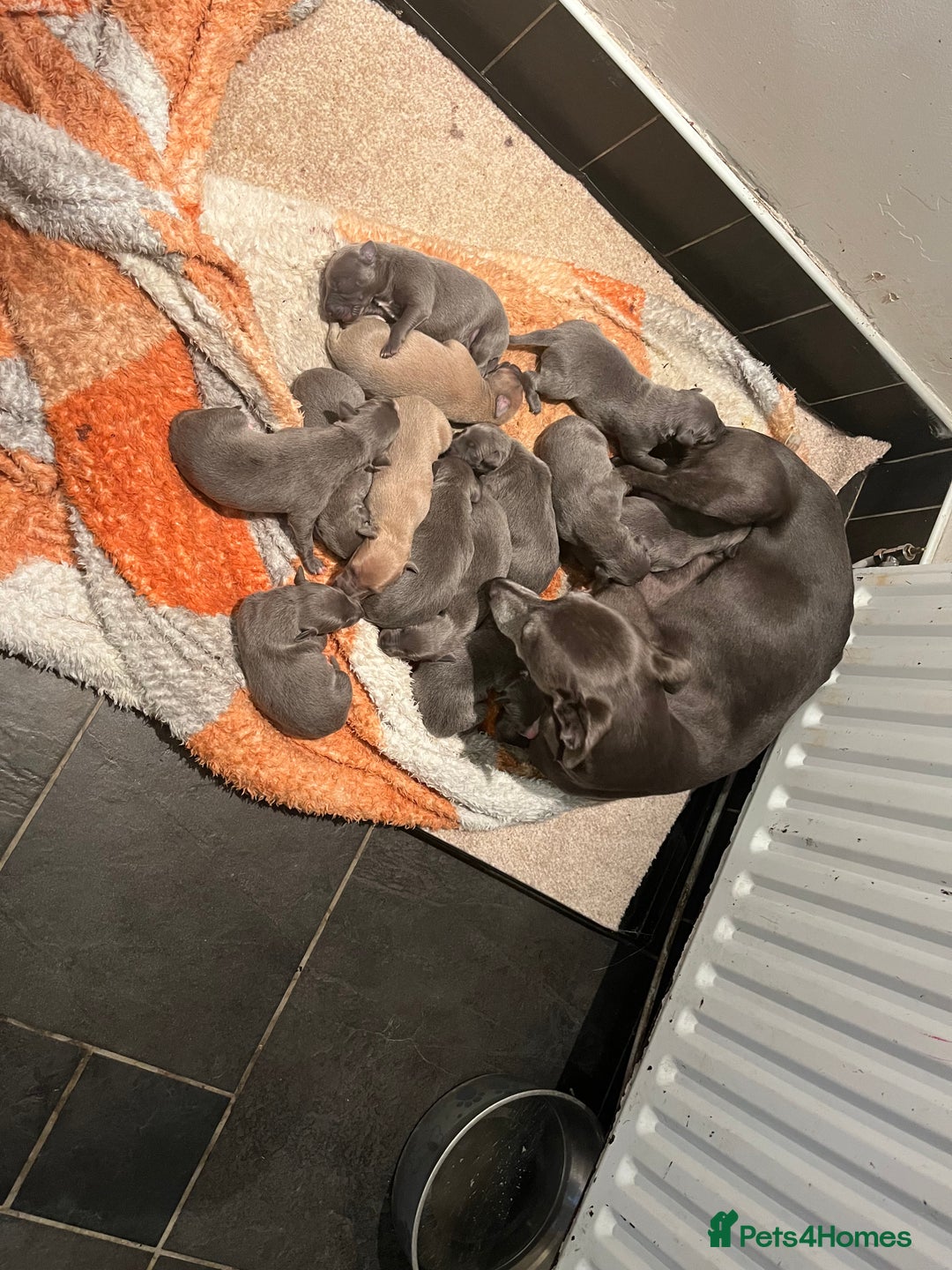 Whippet dogs for sale: KC registered Whippet pups - Image 2