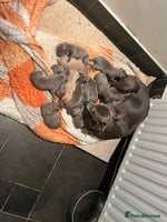 Whippet dogs - Advert 1