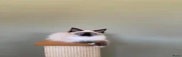 Ragdoll cats for sale: Beautiful Ragdoll Kittens - Advert 18