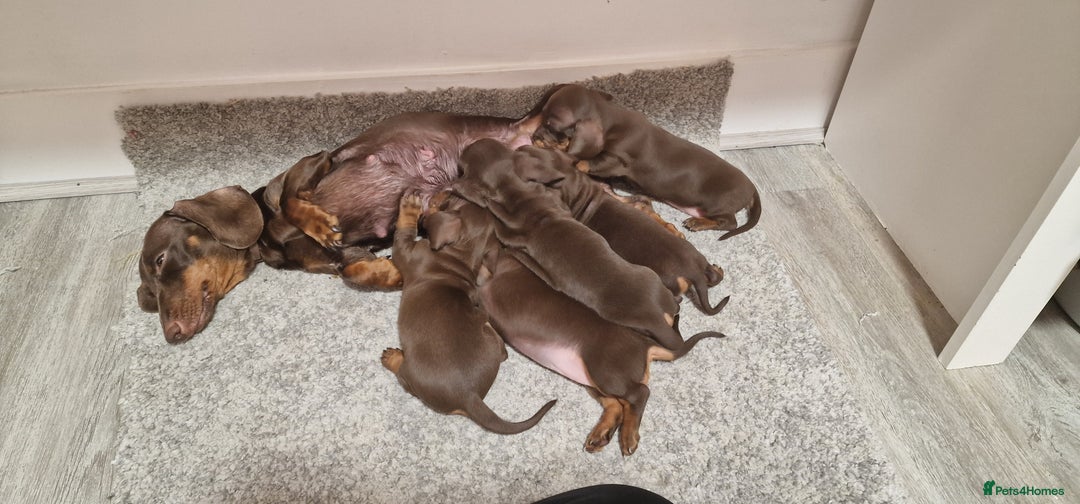 Miniature Dachshund dogs for sale: Miniature dachshund - Advert 10