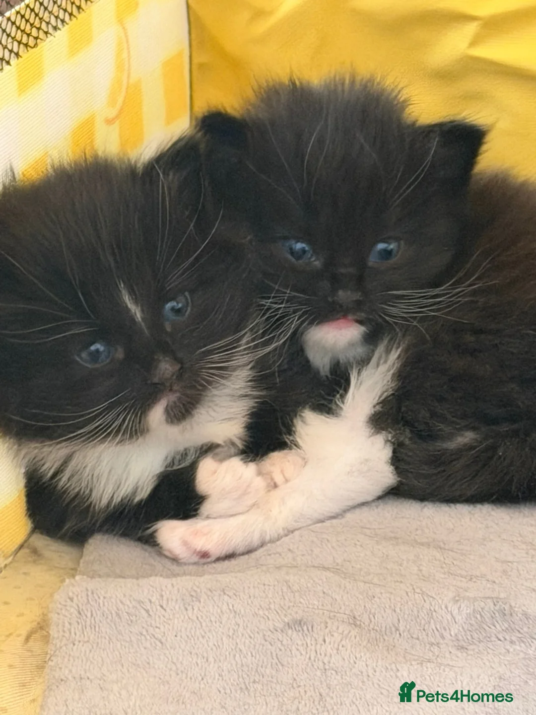 British Shorthair cats for sale: 3 British mixed breed kittens - Advert 1