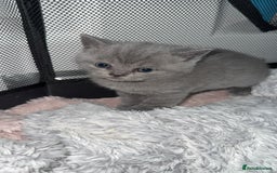 British Shorthair cats for sale: British blue shorthair in Bradford - Image 10