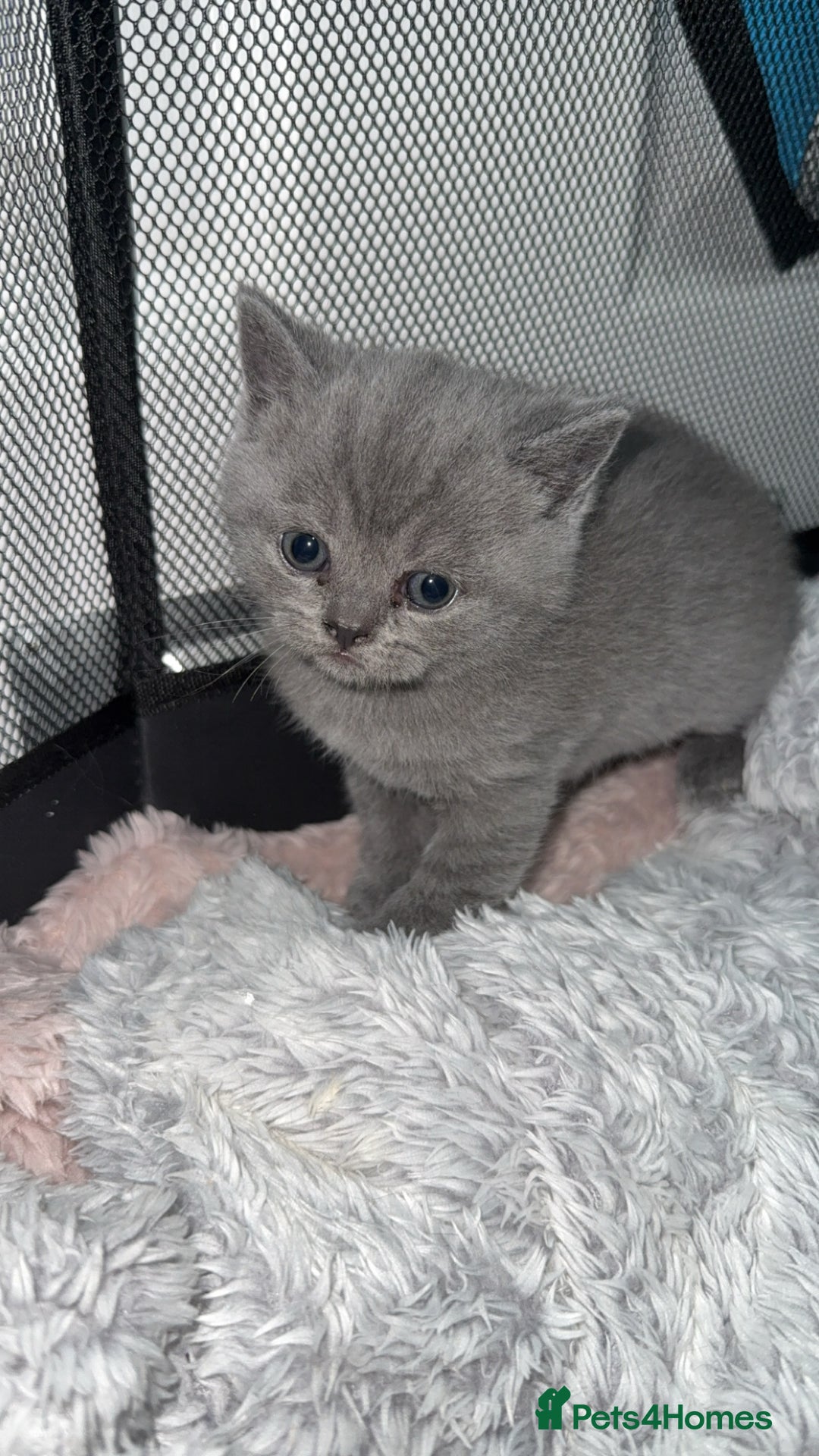 British Shorthair cats for sale: British blue shorthair in Bradford - Image 10