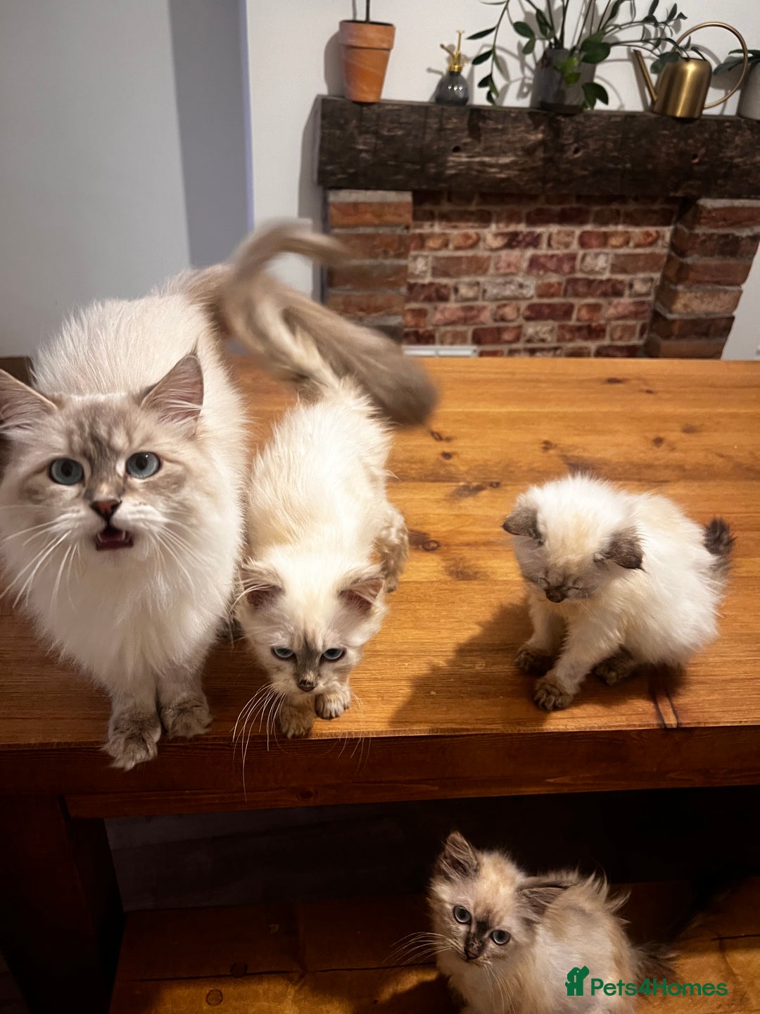 Siberian cats for sale: Three Siberian kittens!! - Image 15