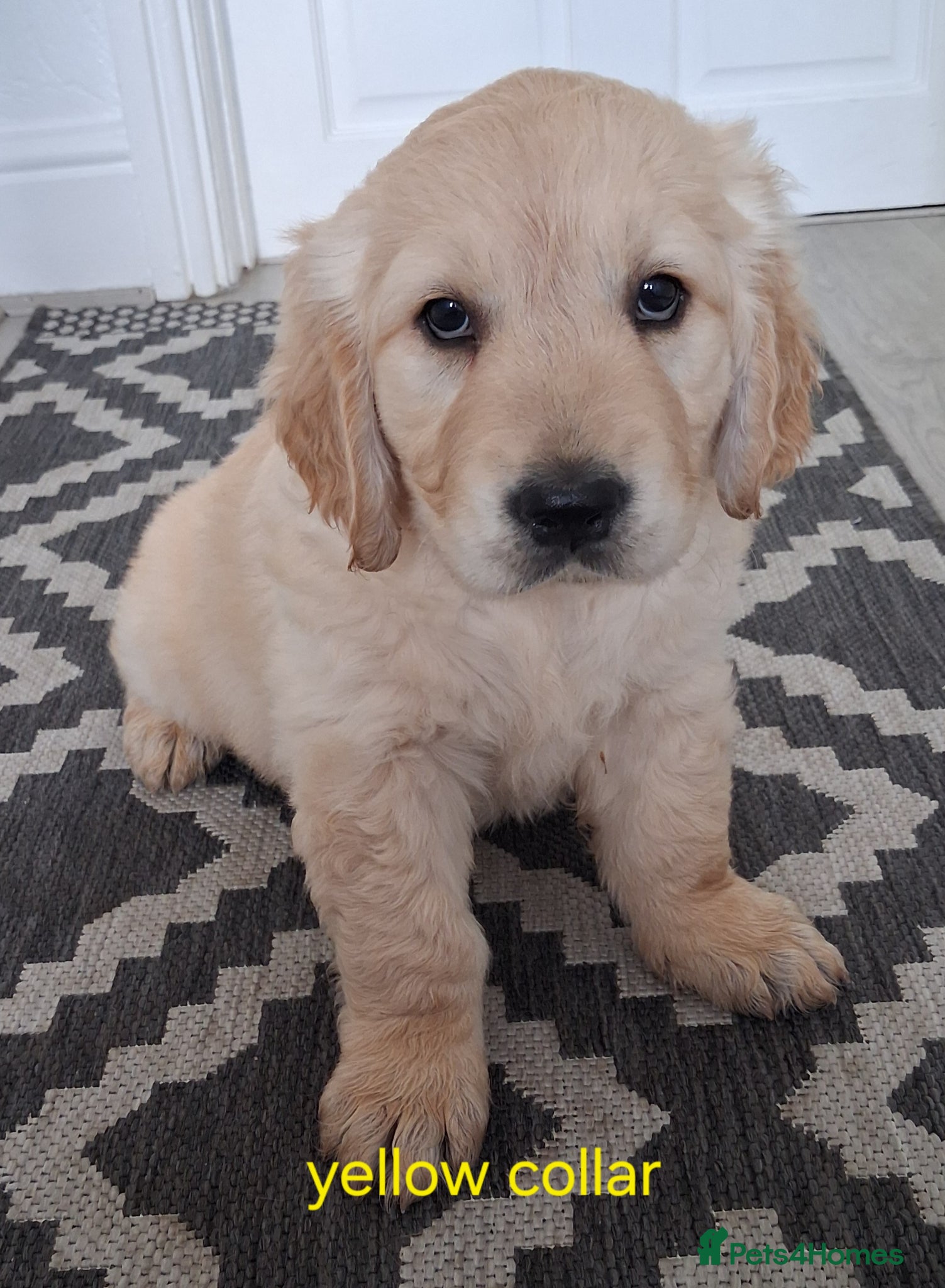Golden Retriever dogs Only 1 girl left! KC registered  - Advert 6