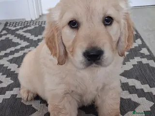 Golden Retriever dogs Only 1 girl left! KC registered - Advert 6