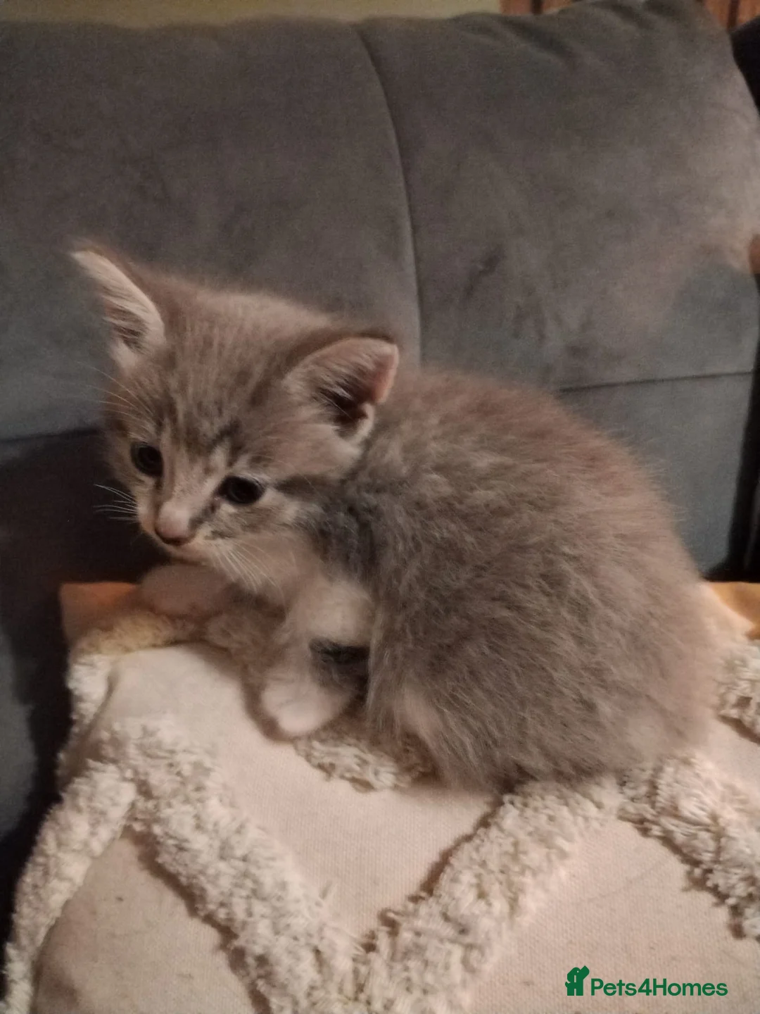 Mixed Breed cats for sale: Beautiful kittens ready for their forever family in Stoke-on-Trent - Advert 12